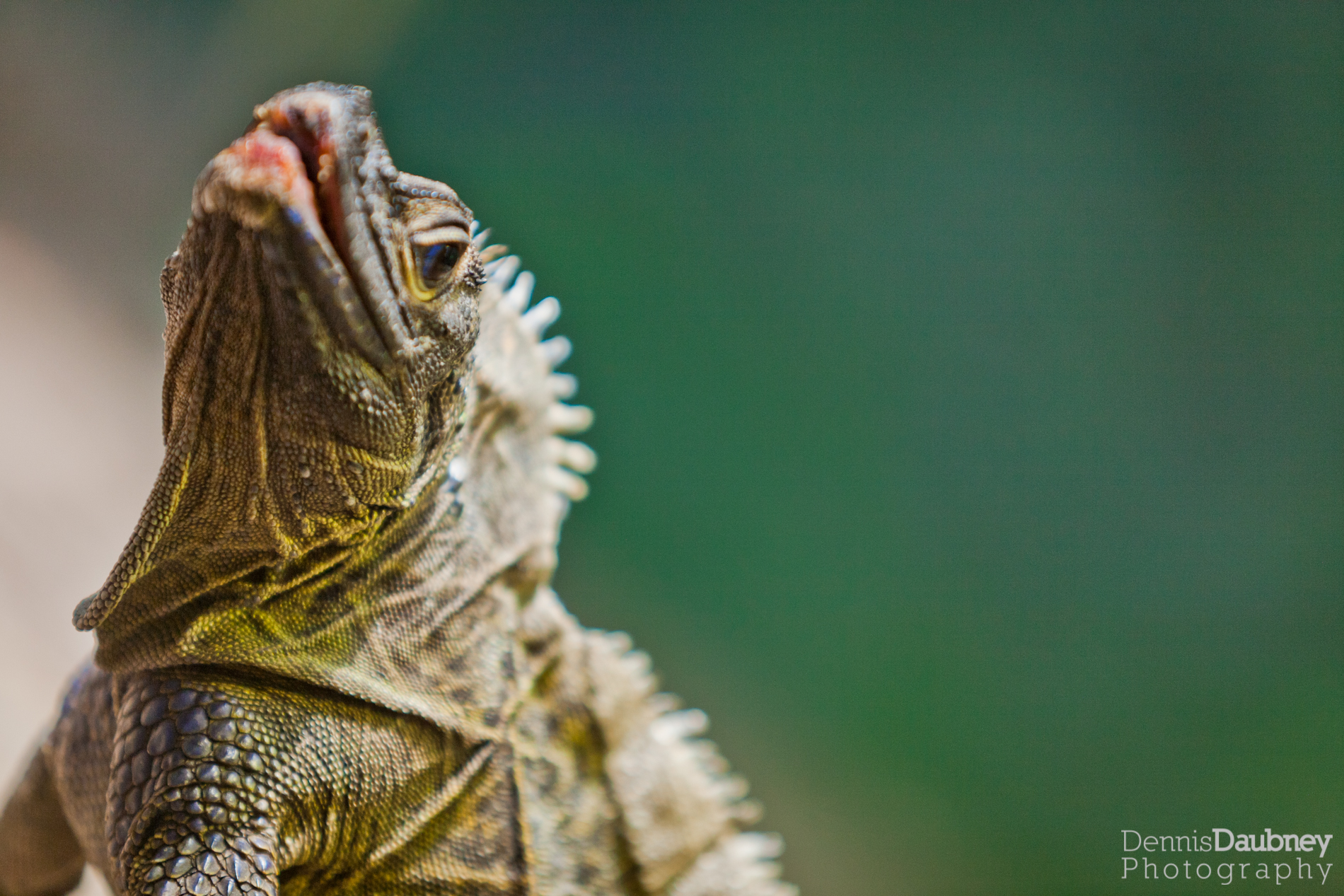 Philippine Sailfin Dragon, Hydrosaurus pustulatus