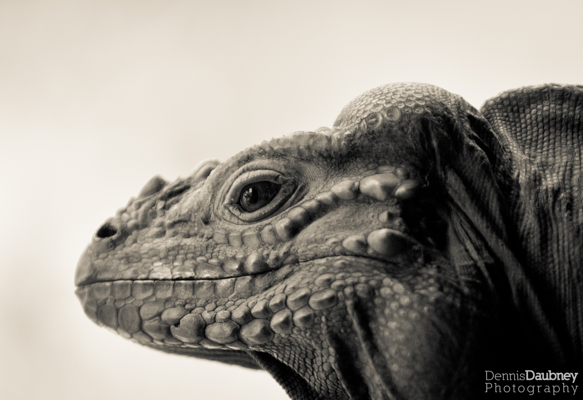Rhinoceros Iguana, Cyclura cornuta