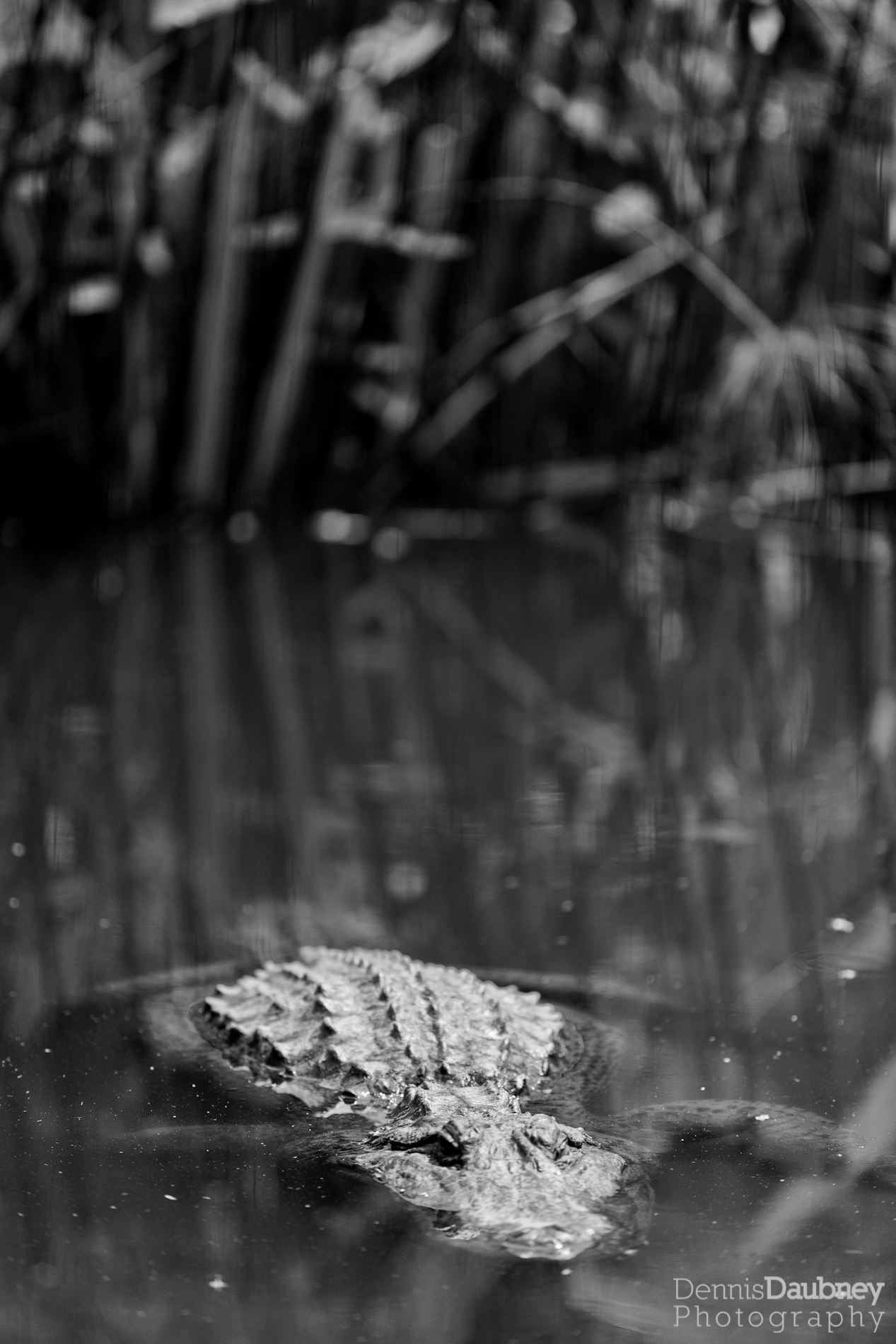Alligator