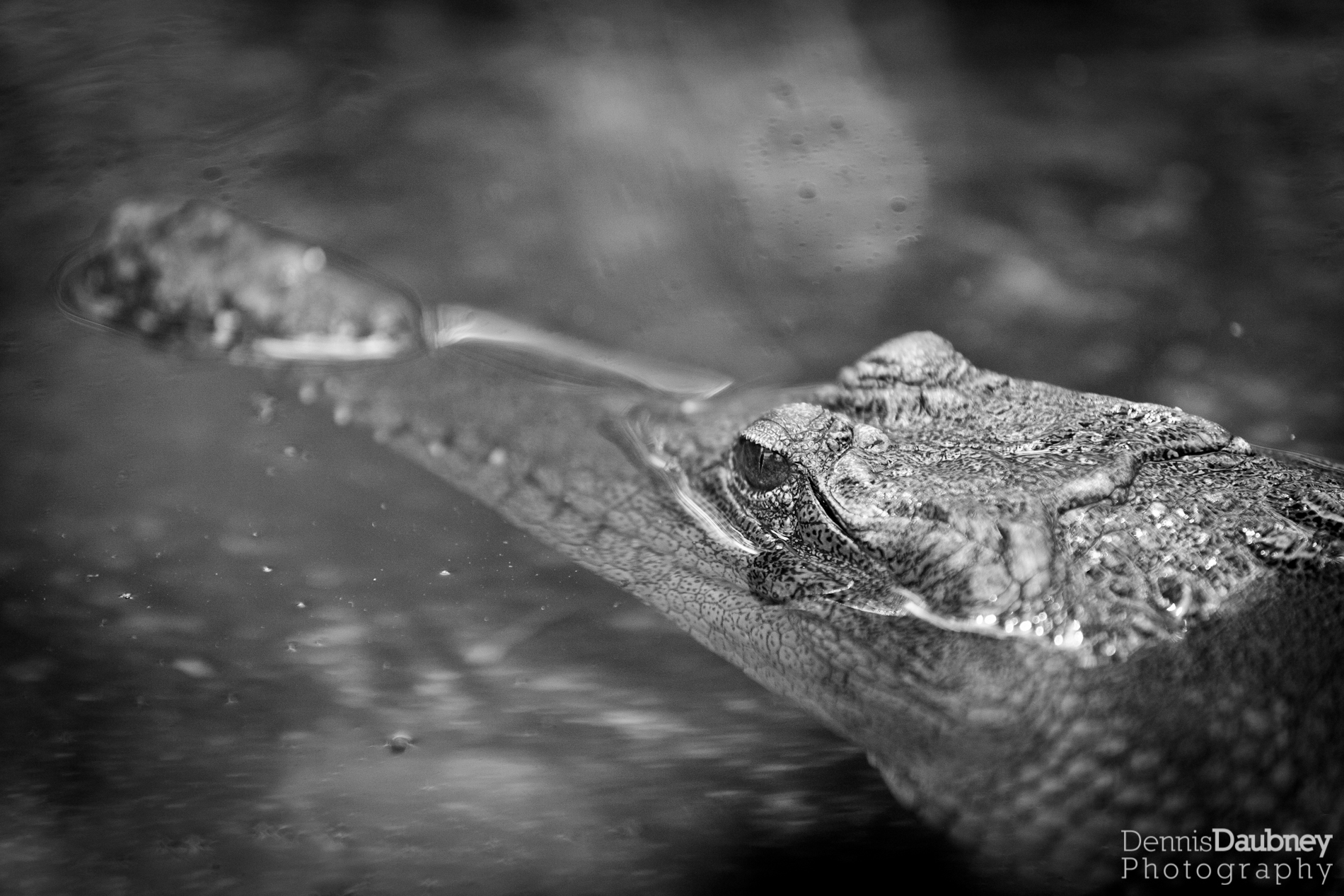 Australian Freshwater Crocodile