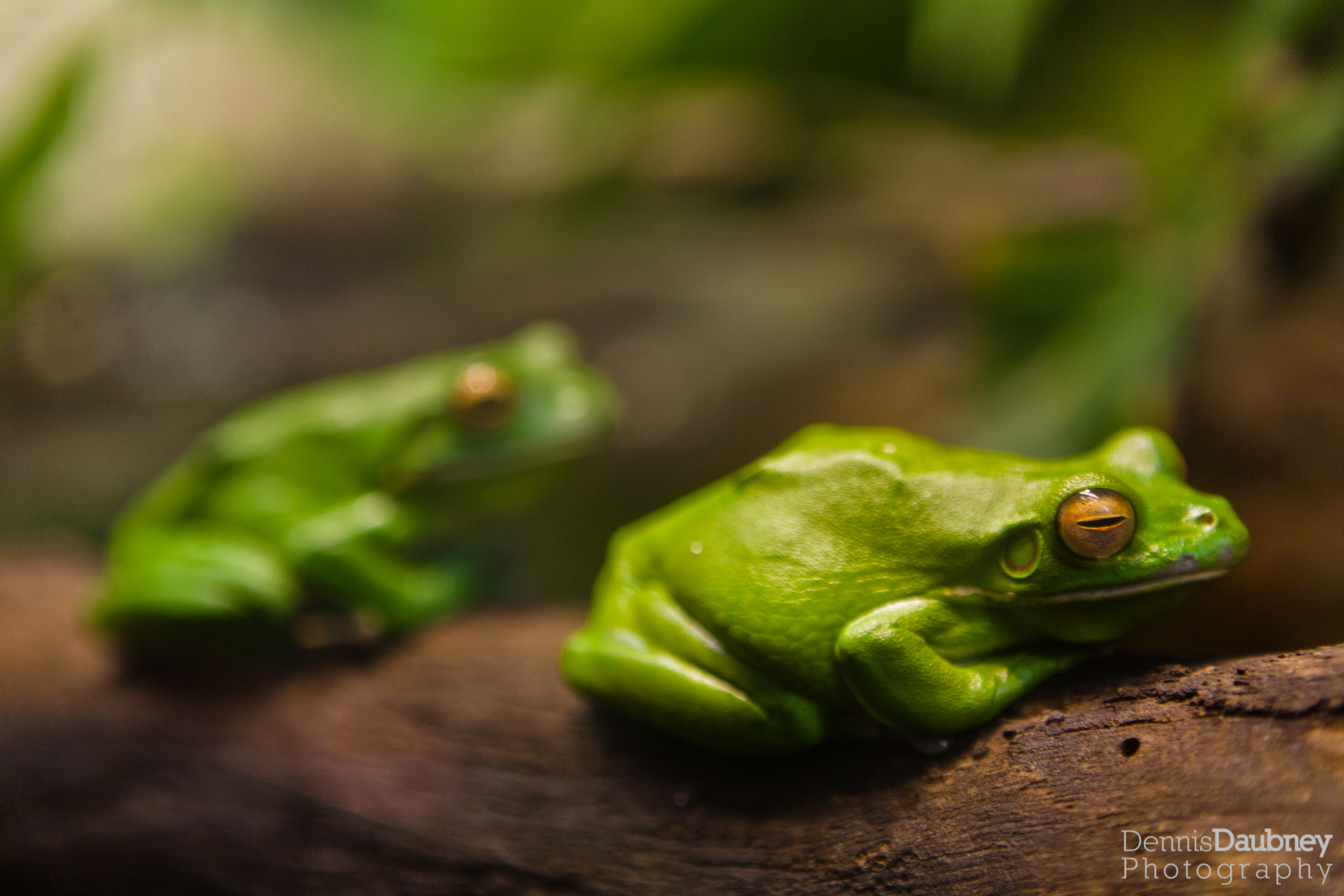 Australian Tree Frogs