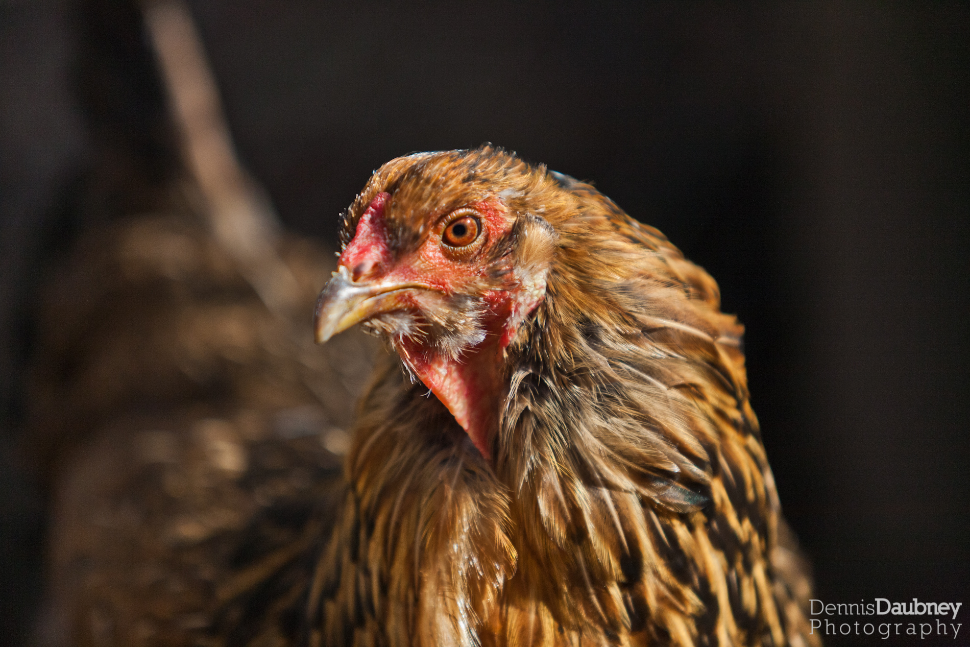 chicken_1