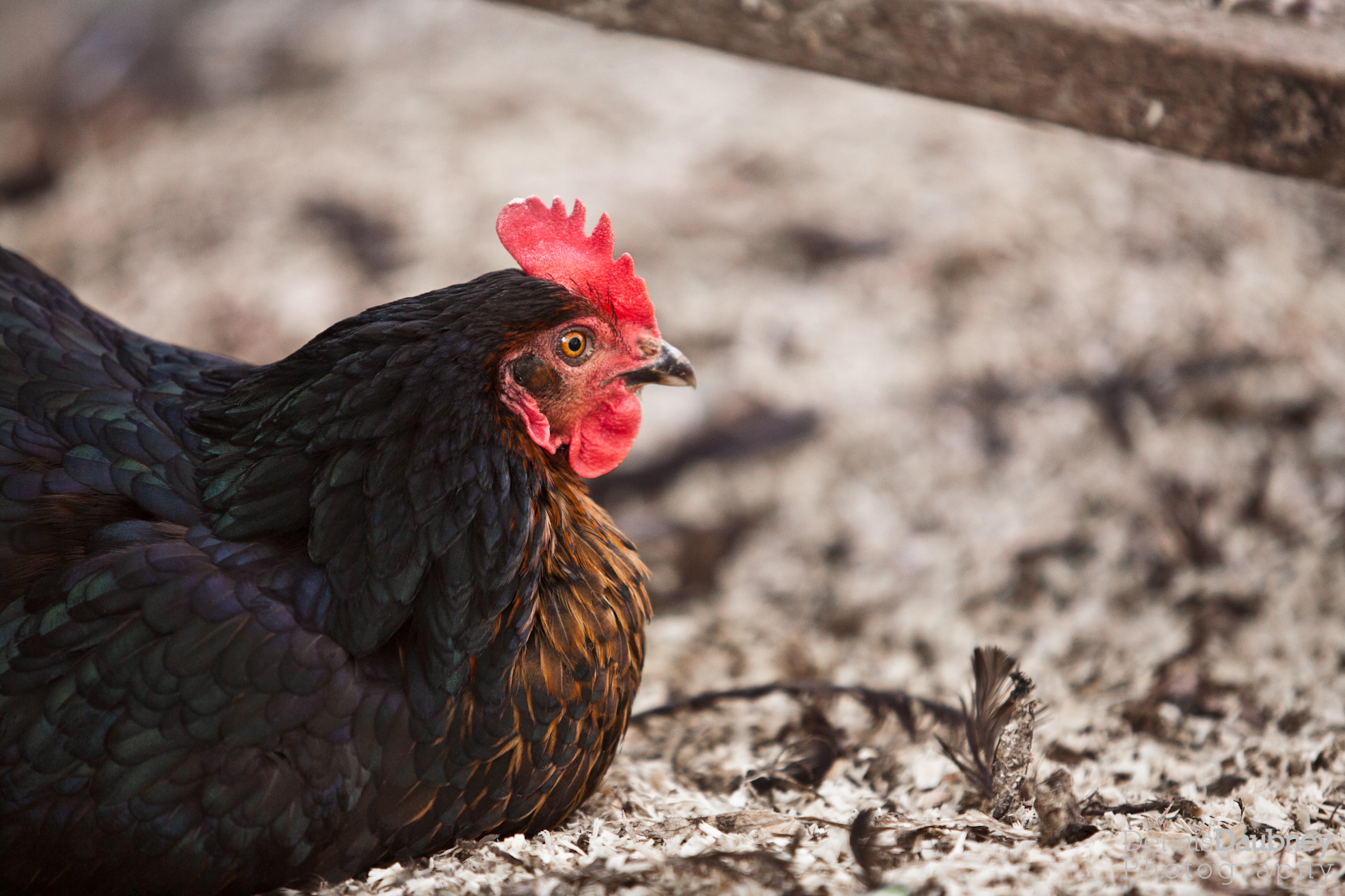 Chicken_2