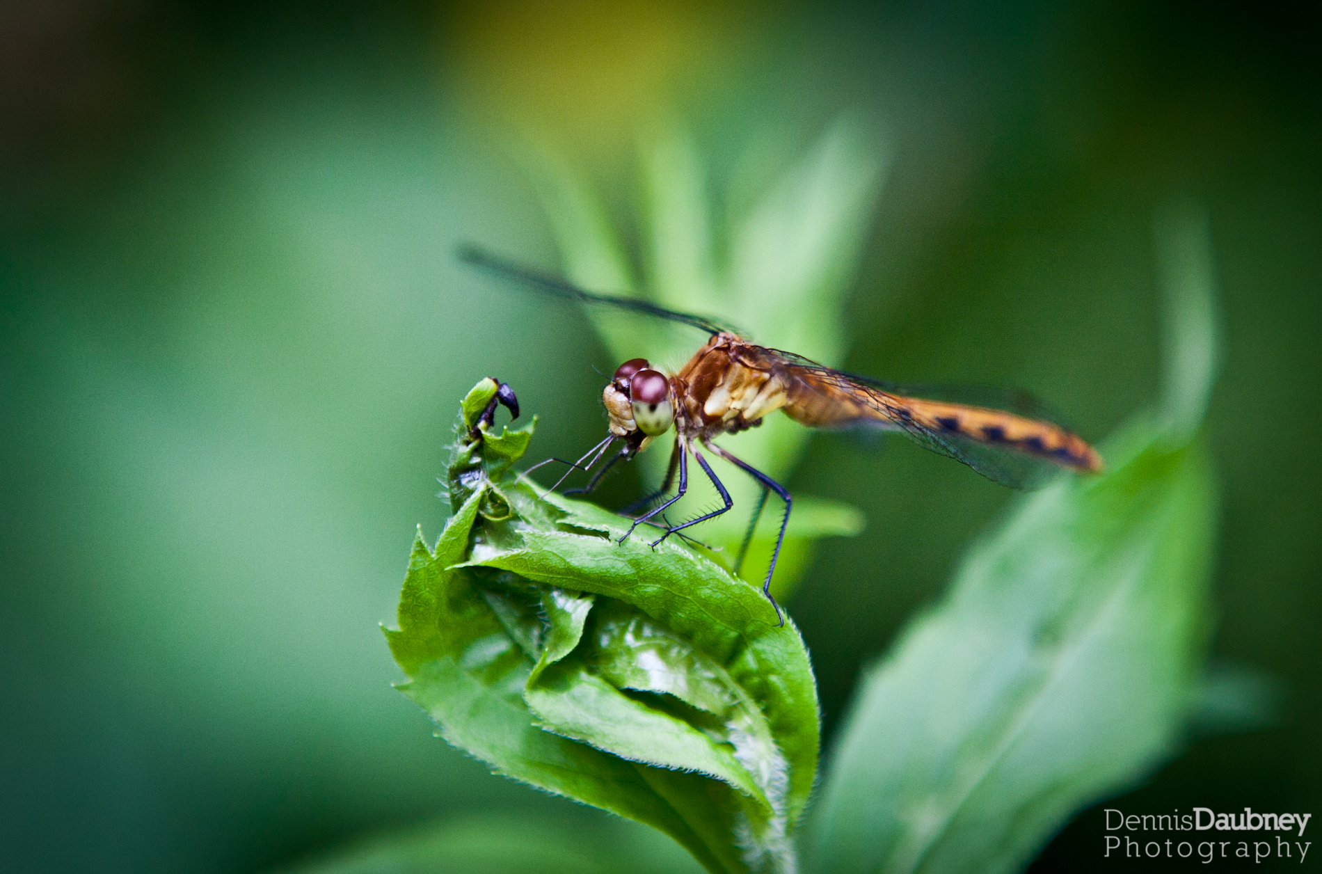 Dragonfly