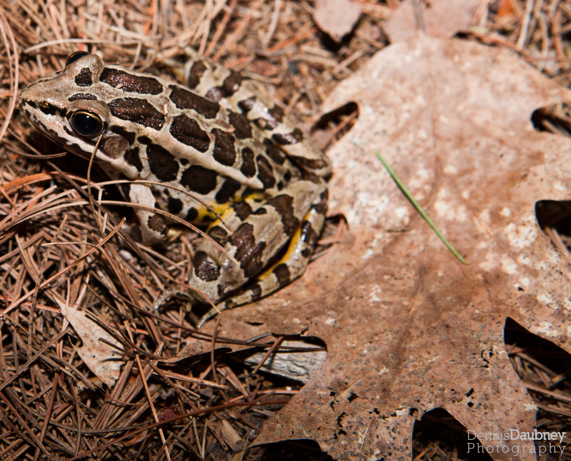 Pickeral Frog