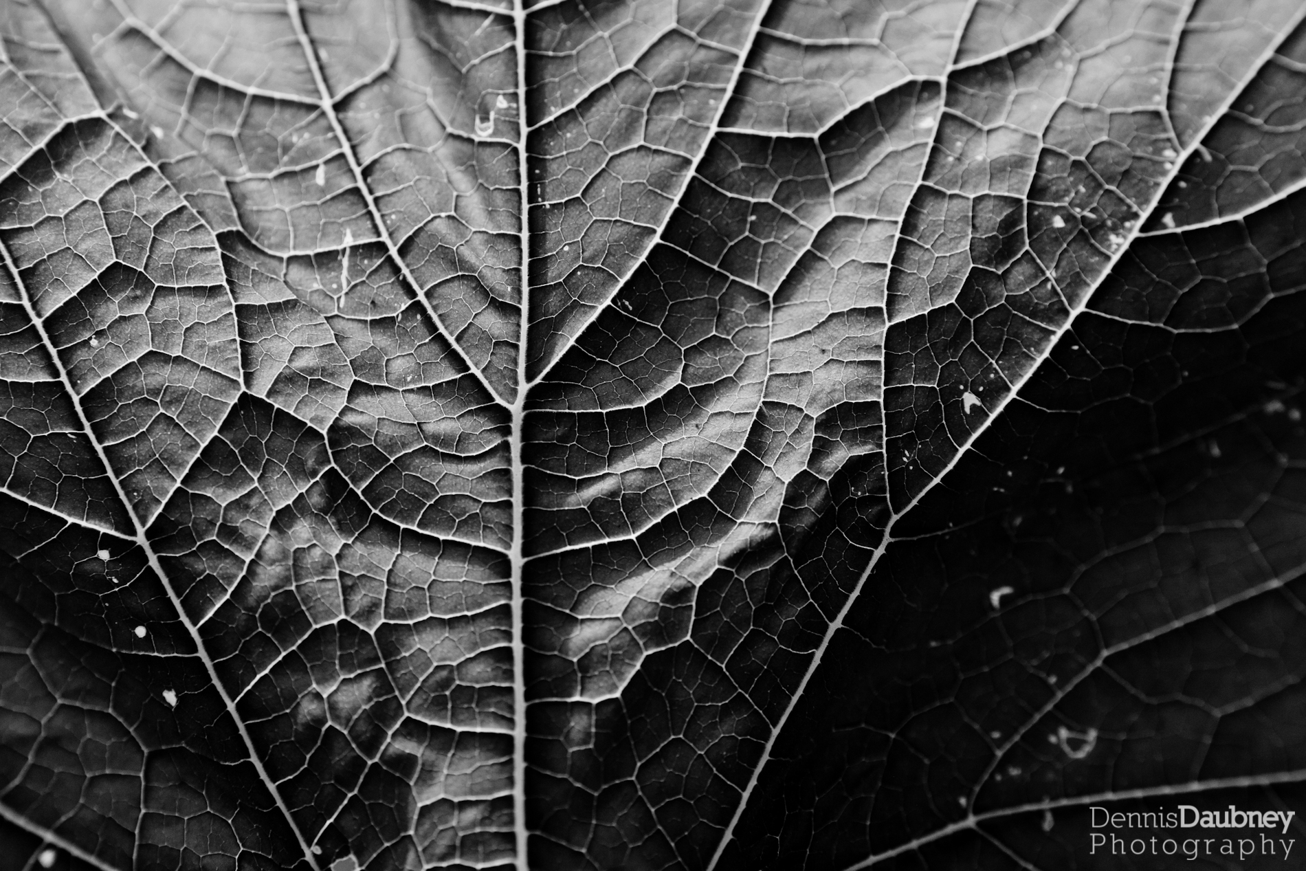 Zucchini_leaf